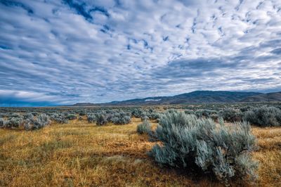 Professional lot cleanup & green-waste haul-off on a Tehachapi property